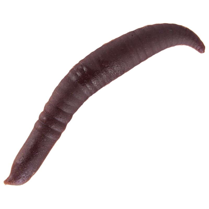 Berkley Gulp! Pinched Crawler
