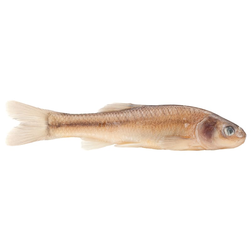 Magic Fathead Minnows