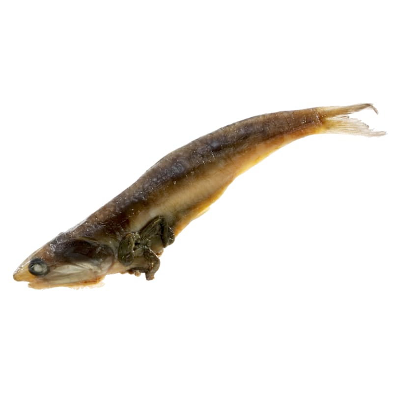 Magic Preserved Anchovies
