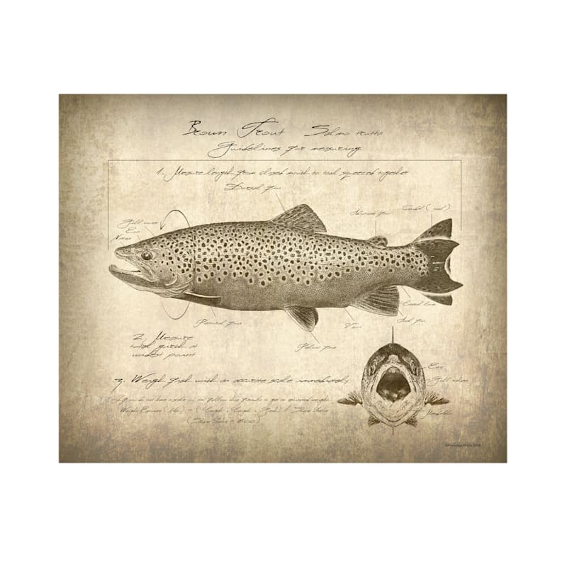Scott Kennedy Vintage Brown Trout Identification Block Mount