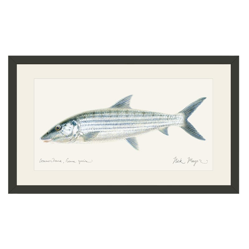 Nick Mayer Bonefish Open-Edition Framed Print