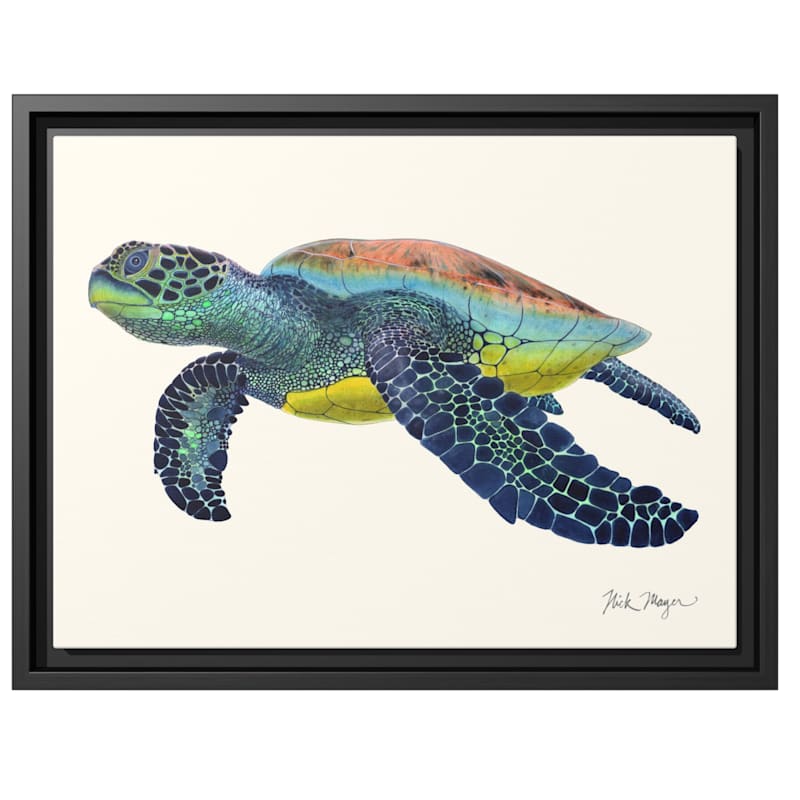 Nick Mayer Sea Turtle II Framed Canvas