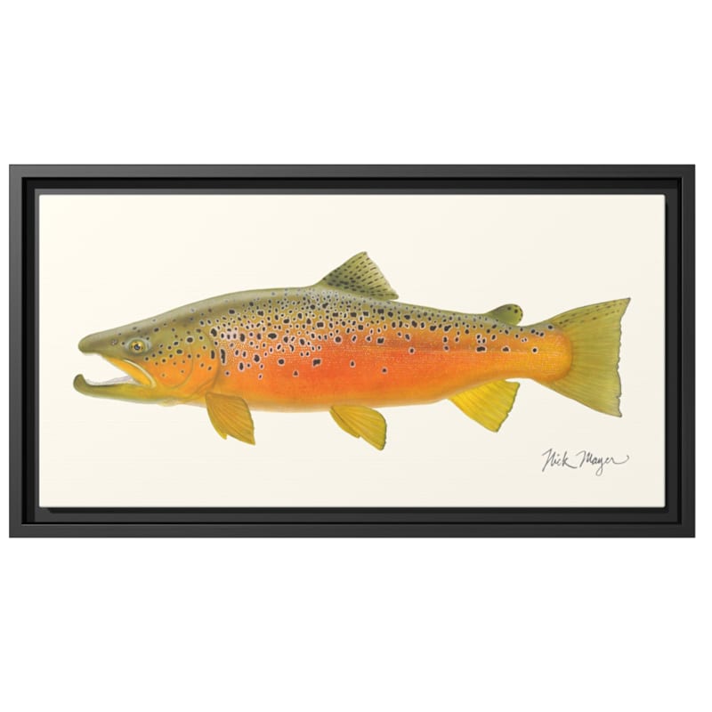 Nick Mayer Brown Trout II Framed Canvas