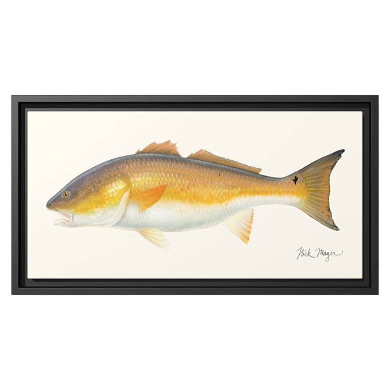 Nick Mayer Bull Redfish Framed Canvas