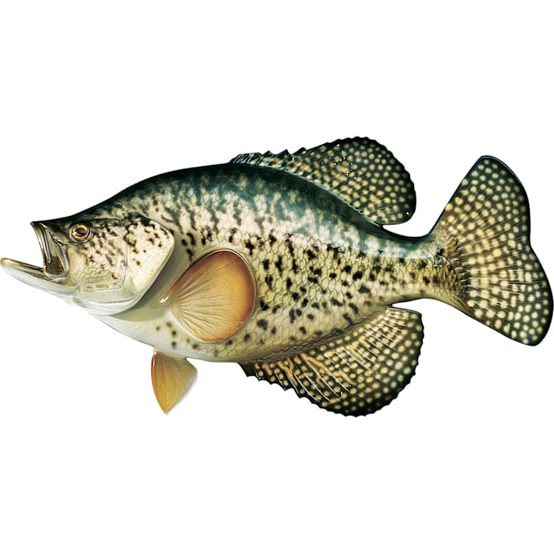 Cabela's Freshwater Fish Mount Replica Crappie