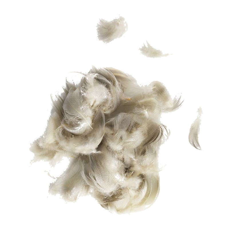 White River Fly Shop Mallard Flank Feathers