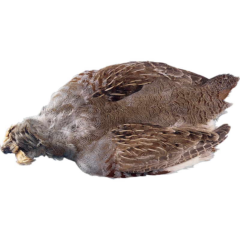 White River Fly Shop Hungarian Partridge Skin
