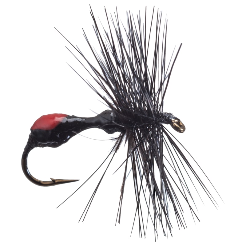 Betts Black Ant