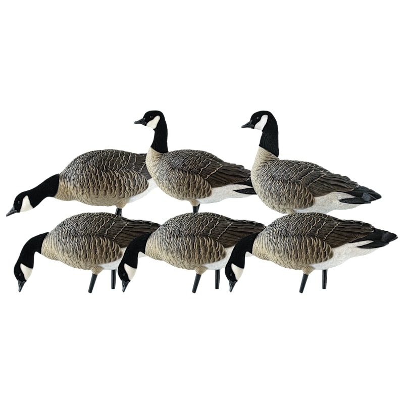 Avian-X AXP Full-Body Lesser Canada Goose Decoys 6-Pack