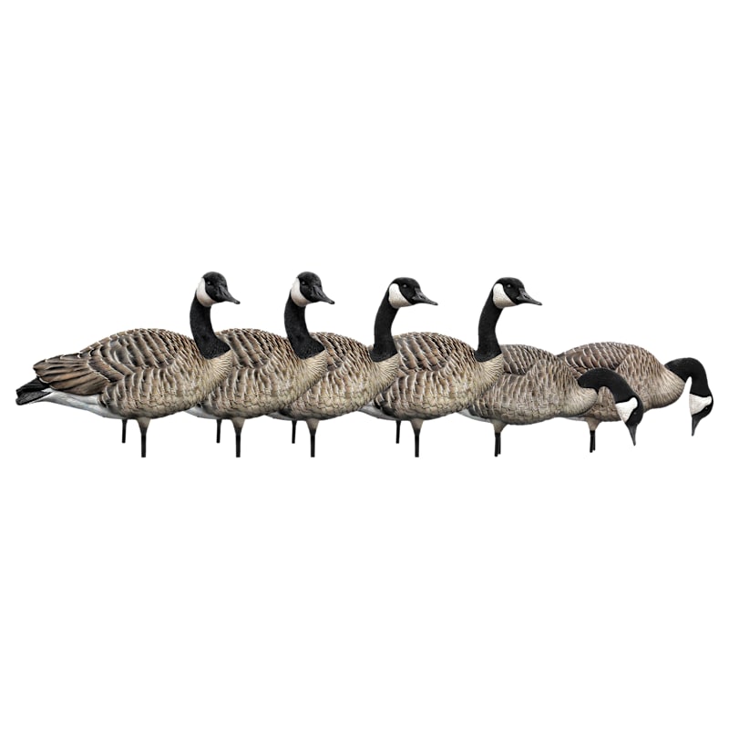 Avian-X AXP Full-Body Canada Goose Decoys Honker 6-Pack