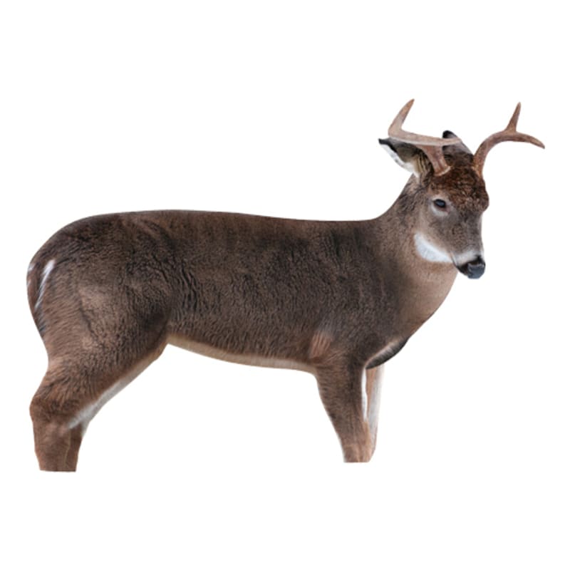 Montana Decoy The Freshman Whitetail Buck Decoy