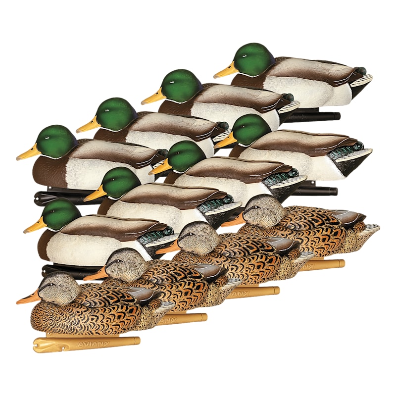 Avian-X Late Season Flocked Mallard Duck Decoys 12-Pack