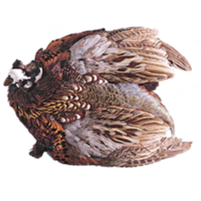 White River Fly Shop Ringneck Pheasant Skin Tying Material