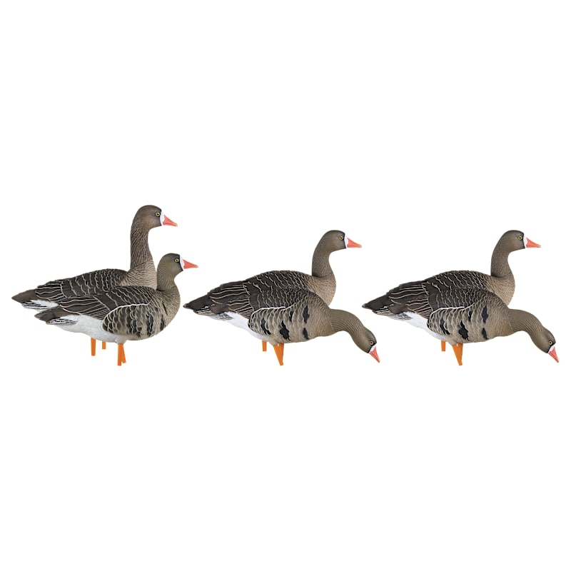Avian-X AXP Specklebelly Goose Decoys 6-Pack