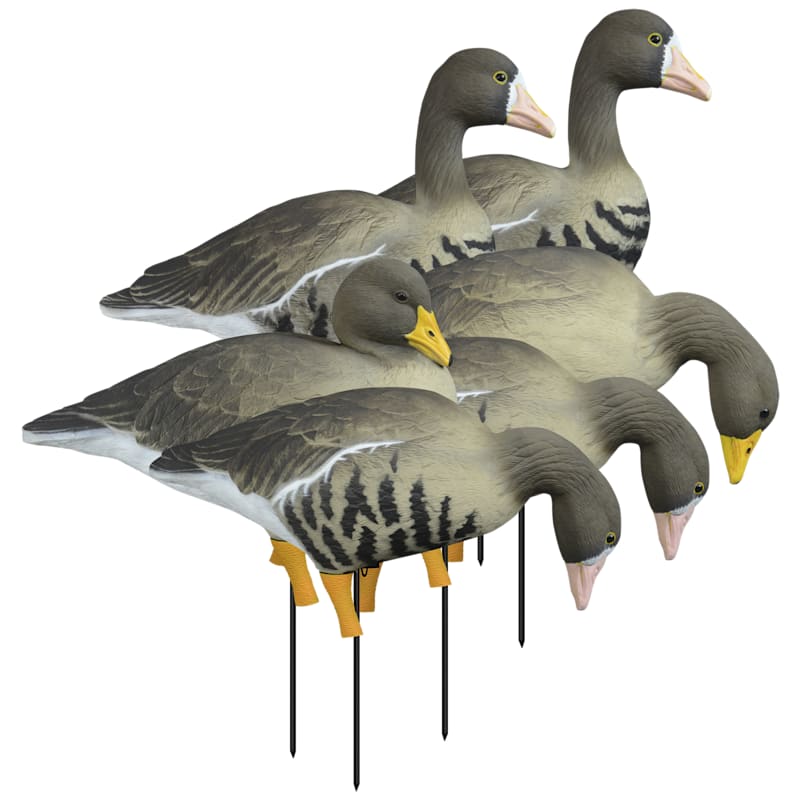 Higdon APEX Full-Size Full-Body Specklebelly Goose Decoys 6-Pack