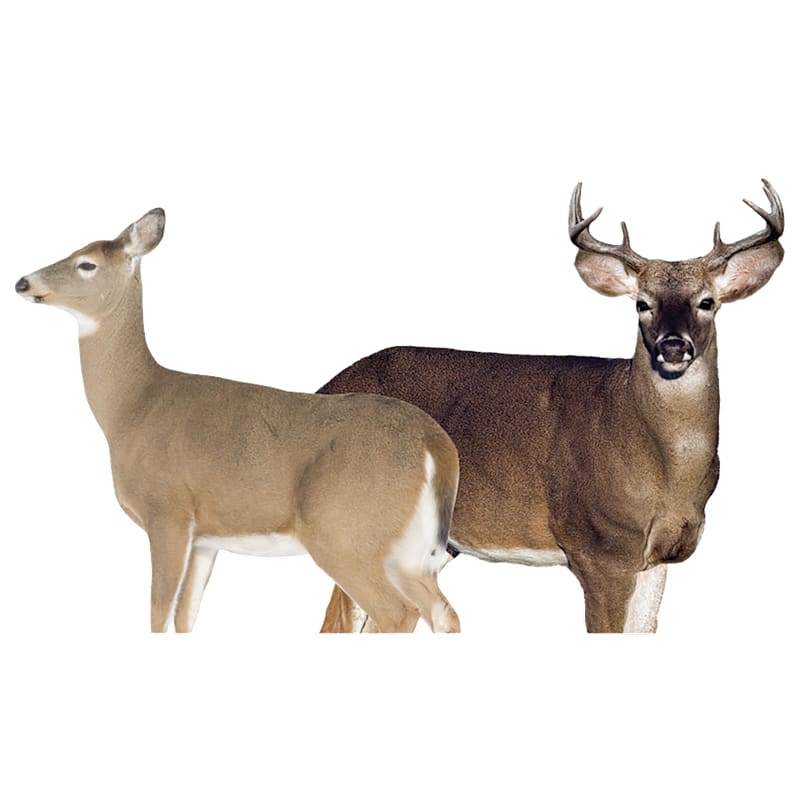 Montana Decoy Whitetail Dream Team Decoy Combo