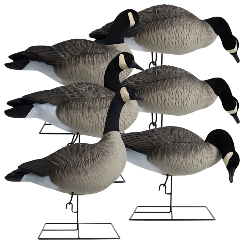 Hardcore Rugged Series Full Body Canada Goose Decoys TouchDown 6-Pack
