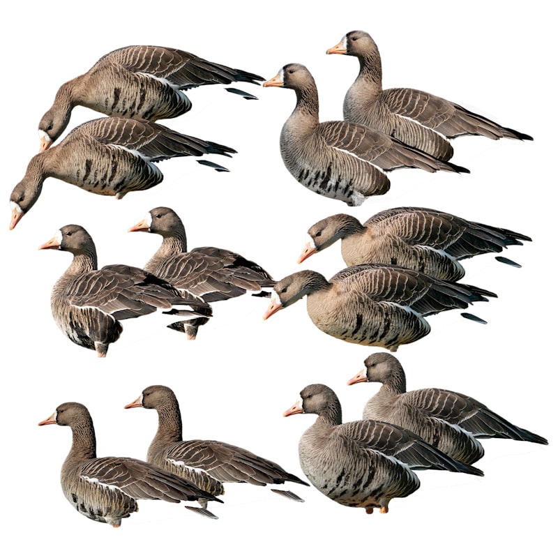 GHG Pro Grade Specklebelly Silhouette Goose Decoys 12-Pack