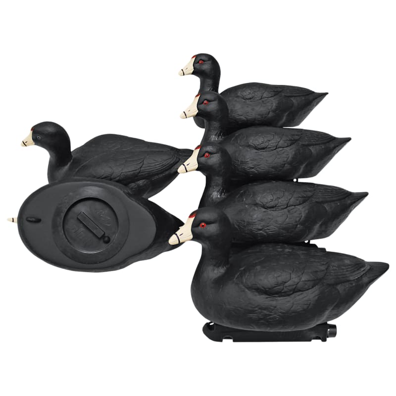 MOJO Coot Decoys 6-Pack