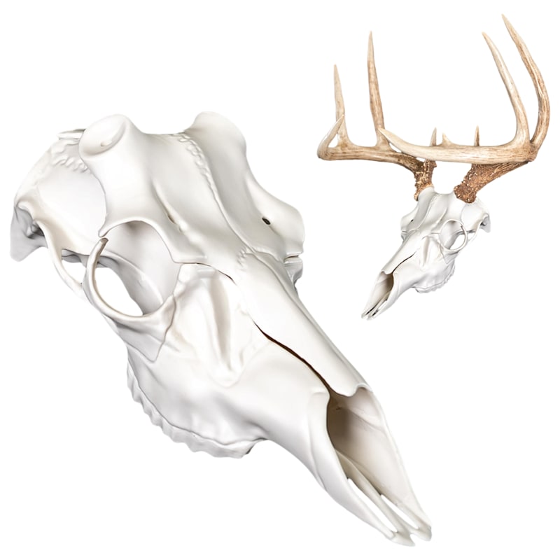 Mountain Mike's Reproductions Skull Master Antler Kit