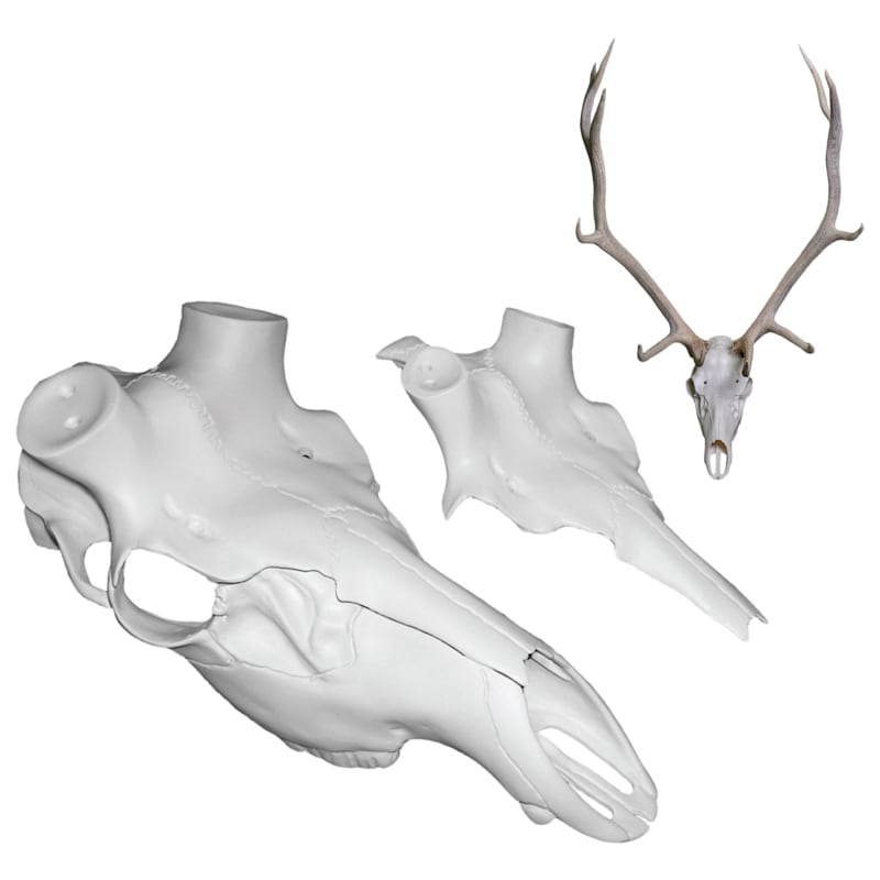 Mountain Mike's Skull Master Elk Kit